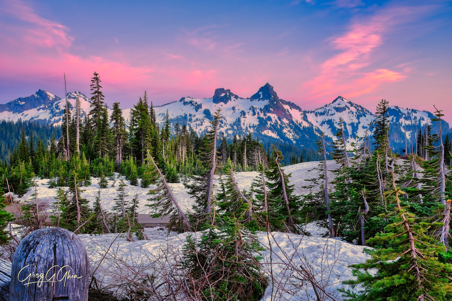 Mountains are seen against a pink sky with pine trees and snow on the ground in front of the mountains. 
