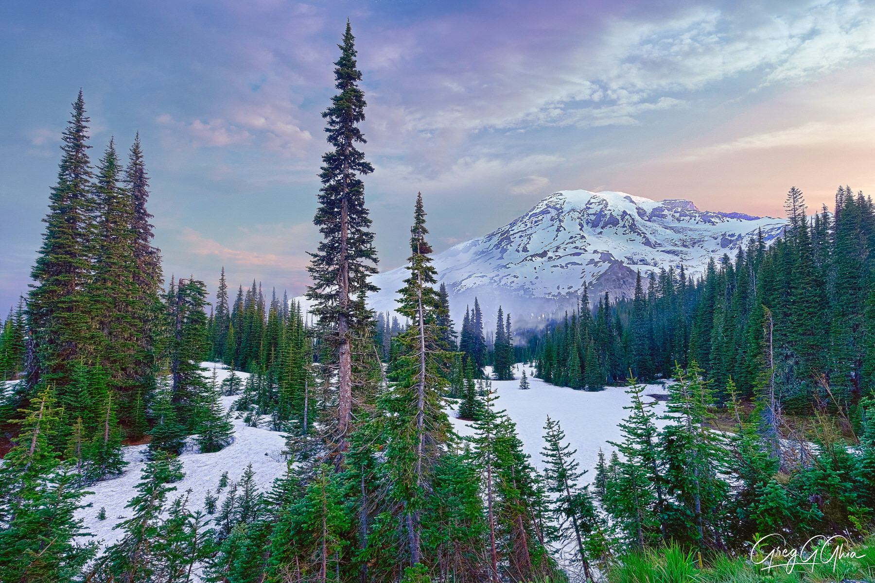 Evergreens at the base of Mount Rainier are surrounded by snow while Mount Rainier rises in the distance at twilight.